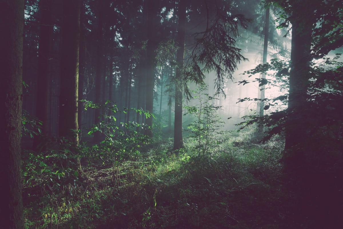 Low light through a dense stand of conifers