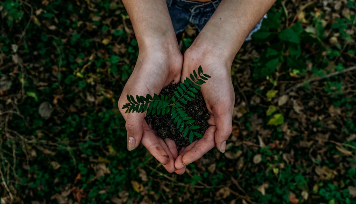 Two hands cupping soil and a young fern seedling